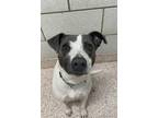 Adopt TRIUMPH a Pointer, Mixed Breed