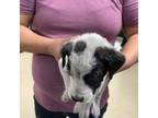 Adopt 10 a Australian Cattle Dog / Blue Heeler, Mixed Breed