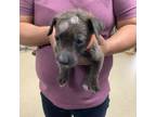 Adopt 8 a Australian Cattle Dog / Blue Heeler, Mixed Breed