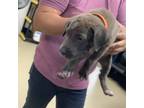 Adopt 11 a Australian Cattle Dog / Blue Heeler, Mixed Breed