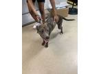 Adopt Harold a Treeing Walker Coonhound, Mixed Breed
