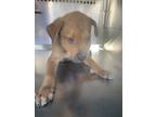 Adopt Puppy 2 a Australian Cattle Dog / Blue Heeler, Mixed Breed