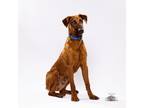 Adopt Scooby a Doberman Pinscher