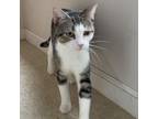 Adopt Gotham a Domestic Short Hair