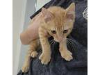 Adopt Bulbasaur a Domestic Short Hair