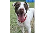 Adopt Maximilian a German Shorthaired Pointer, Terrier