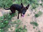 Adopt Pam Beesly a Plott Hound, Labrador Retriever