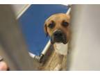 Adopt Mack a Mastiff, Mixed Breed