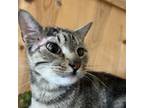 Adopt Shepherds Pie a Domestic Short Hair