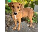 Adopt Travel Size Triscuit a Mixed Breed