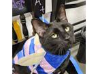 Adopt Conway Kitty a Domestic Short Hair