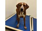 Adopt Goofy Goober a Hound, Mixed Breed
