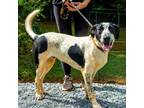 Adopt Baby Bitty a Mixed Breed