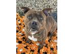 Adopt Mase a Pit Bull Terrier, Mixed Breed
