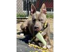 Adopt Bleu a Pit Bull Terrier, Mixed Breed