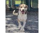Adopt Herbie a Australian Cattle Dog / Blue Heeler, Mixed Breed