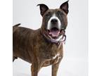 Adopt Bodhi a Staffordshire Bull Terrier