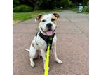 Adopt Jax a Pit Bull Terrier, Mixed Breed