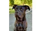 Adopt Outlaw a Pit Bull Terrier, Cane Corso