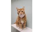 Adopt Fitzgerald a Domestic Short Hair