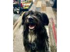Adopt Paxton a Terrier, Mixed Breed