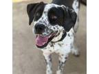 Adopt Lucas a Dalmatian, Mixed Breed