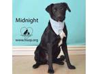 Adopt Midnight a Husky