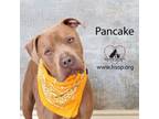 Adopt Pancake a Pit Bull Terrier
