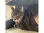 Adopt Kat a Domestic Long Hair