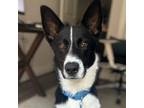 Adopt Colt a Border Collie