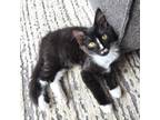 Adopt Cookie's Kitten: Mister a Domestic Short Hair