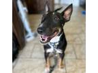 Adopt Chino III a Bull Terrier