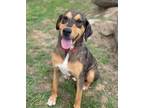 Adopt Bargo a Catahoula Leopard Dog, Mixed Breed