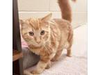 Adopt O'Jay a Domestic Long Hair