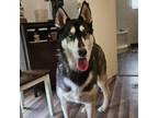 Adopt Mr. Pickles JuM a Husky