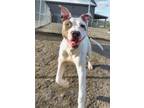 Adopt Walrus a Boxer, Terrier