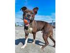 Adopt Donatello a Boxer, Terrier