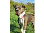 Adopt Flat Top a Cane Corso, Terrier