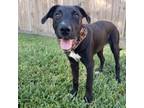 Adopt Polo a Labrador Retriever