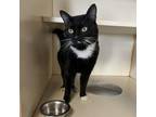 Adopt Badger a Domestic Short Hair