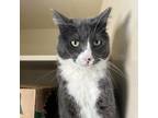 Adopt Skipper a Domestic Short Hair