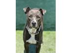 Adopt Memphis a Pit Bull Terrier, Mixed Breed