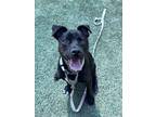 Adopt Riddle a Pit Bull Terrier, Mixed Breed