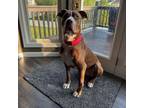 Adopt Red Bear a American Staffordshire Terrier