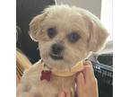 Adopt Hitchcock A617 a Shih Tzu