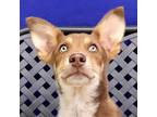 Adopt Frizzles a Siberian Husky