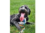 Adopt Todd a Standard Poodle, Mixed Breed