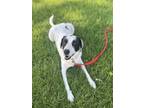Adopt Kyle a Pointer, Mixed Breed