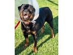 Adopt Cujo (Jojo) a Rottweiler, Mixed Breed