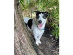 Adopt Bamboo a Basset Hound, Whippet